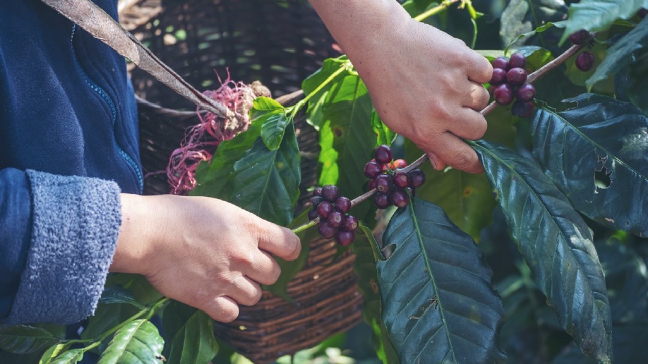 Mexico's Groundbreaking Coffee Farming Law Revolutionizes the Industry